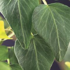 Břečťan popínavý 'Natasja' - Hedera helix 'Natasja'