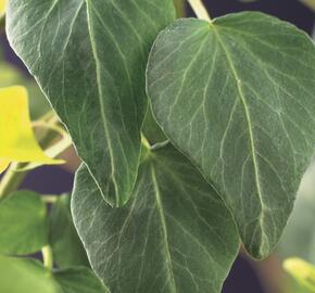 Břečťan popínavý 'Natasja' - Hedera helix 'Natasja'