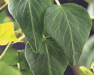 Břečťan popínavý 'Natasja'