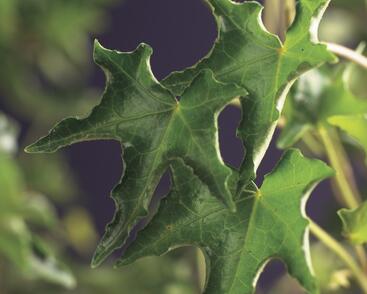 Břečťan popínavý 'Ivalace'