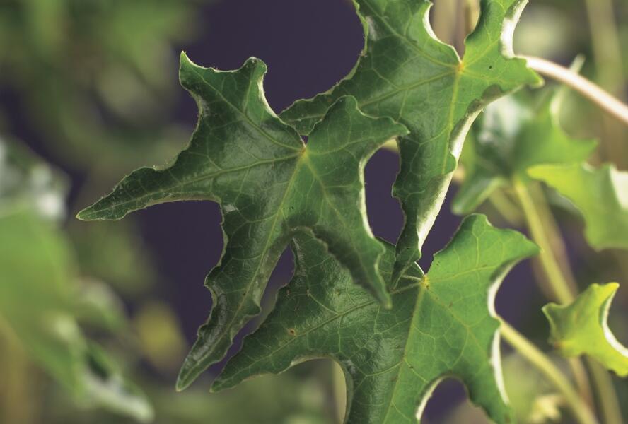 Břečťan popínavý 'Ivalace' - Hedera helix 'Ivalace'