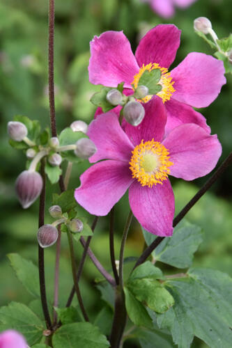 Sasanka japonská 'Fantasy Cinderella' - Anemone hupehensis 'Fantasy Cinderella'