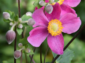 Sasanka hupejská 'Fantasy Cinderella' - Anemone hupehensis 'Fantasy Cinderella'