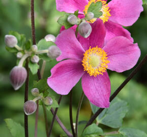 Sasanka japonská 'Fantasy Cinderella' - Anemone hupehensis 'Fantasy Cinderella'