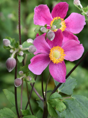 Sasanka 'Fantasy Cinderella' - Anemone hupehensis 'Fantasy Cinderella'