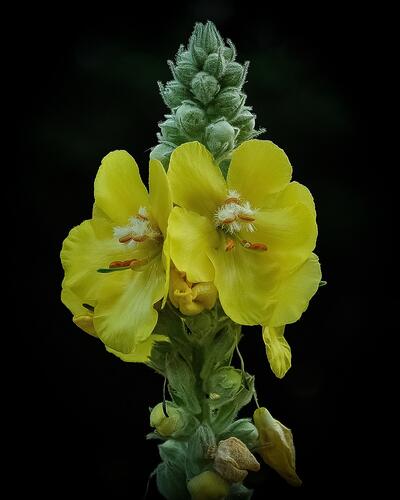 Divizna velkokvětá - Verbascum densiflorum