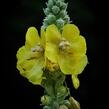 Divizna velkokvětá - Verbascum densiflorum