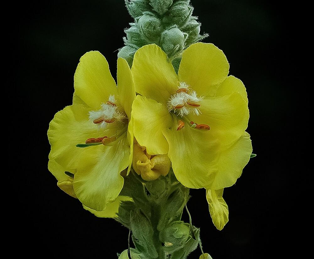 Divizna velkokvětá - Verbascum densiflorum