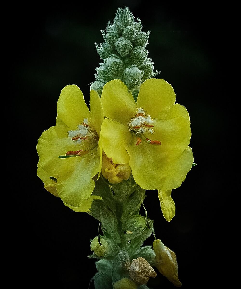 Divizna velkokvětá - Verbascum densiflorum | Zahradnictví FLOS