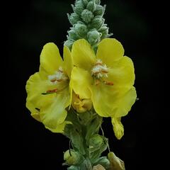 Divizna velkokvětá - Verbascum densiflorum