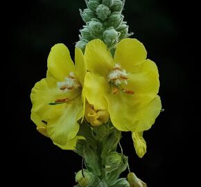 Divizna velkokvětá - Verbascum densiflorum