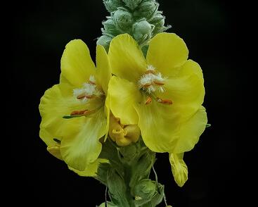 Divizna velkokvětá