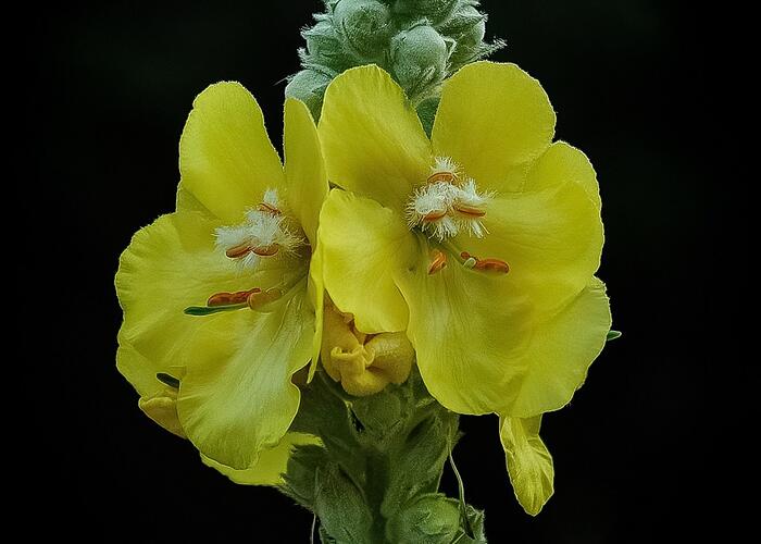 Divizna velkokvětá - Verbascum densiflorum