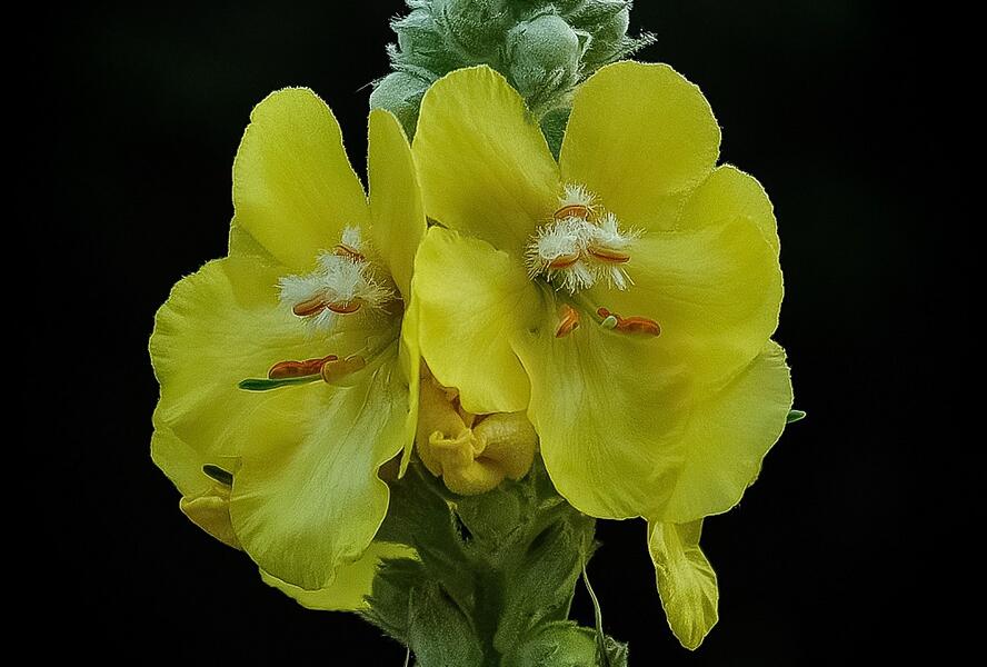 Divizna velkokvětá - Verbascum densiflorum