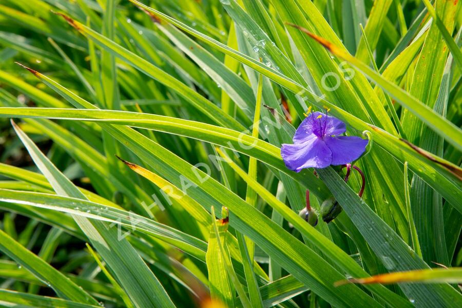 Podeňka Andersonova 'Leonora' - Tradescantia andersoniana 'Leonora'