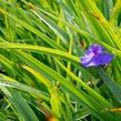 Podeňka Andersonova 'Leonora' - Tradescantia andersoniana 'Leonora'