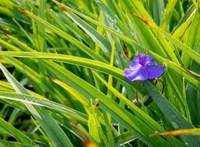 Podeňka Andersonova 'Leonora' - Tradescantia andersoniana 'Leonora'