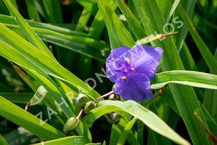 Podeňka Andersonova 'Leonora' - Tradescantia andersoniana 'Leonora'