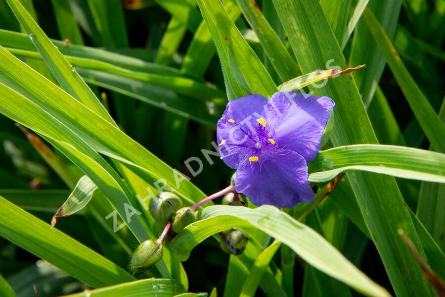 Podeňka Andersonova 'Leonora' - Tradescantia andersoniana 'Leonora'