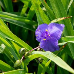 Podeňka Andersonova 'Leonora' - Tradescantia andersoniana 'Leonora'