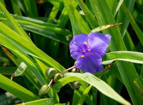 Podeňka Andersonova 'Leonora' - Tradescantia andersoniana 'Leonora'