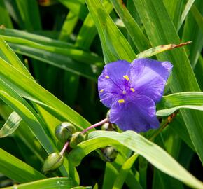 Podeňka Andersonova 'Leonora' - Tradescantia andersoniana 'Leonora'