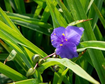 Podeňka Andersonova 'Leonora'