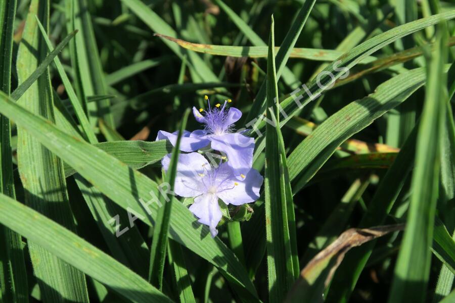 Podeňka Andersonova 'I. C. Weguelin' - Tradescantia andersoniana 'I. C. Weguelin'