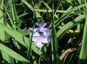 Podeňka Andersonova 'I. C. Weguelin' - Tradescantia andersoniana 'I. C. Weguelin'