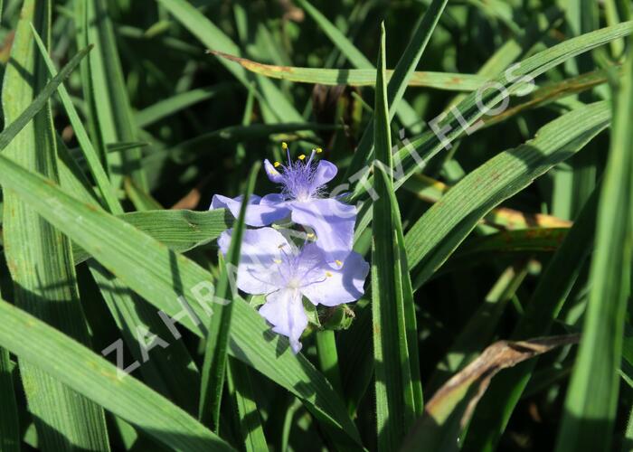 Podeňka Andersonova 'I. C. Weguelin' - Tradescantia andersoniana 'I. C. Weguelin'