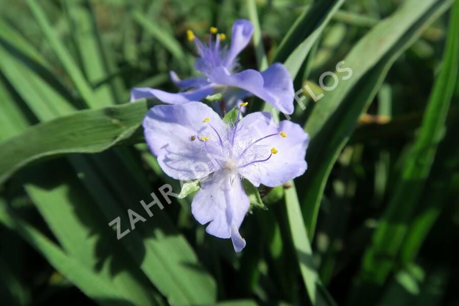 Podeňka Andersonova 'I. C. Weguelin' - Tradescantia andersoniana 'I. C. Weguelin'