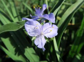 Podeňka Andersonova 'I. C. Weguelin' - Tradescantia andersoniana 'I. C. Weguelin'