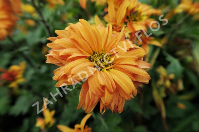 Listopadka indická 'Mandarine' - Chrysanthemum indicum 'Mandarine'