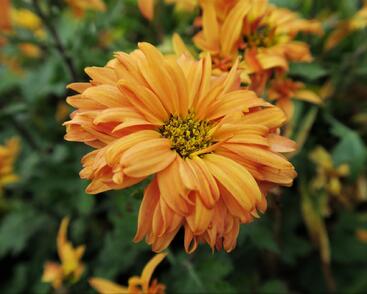 Listopadka indická 'Mandarine'