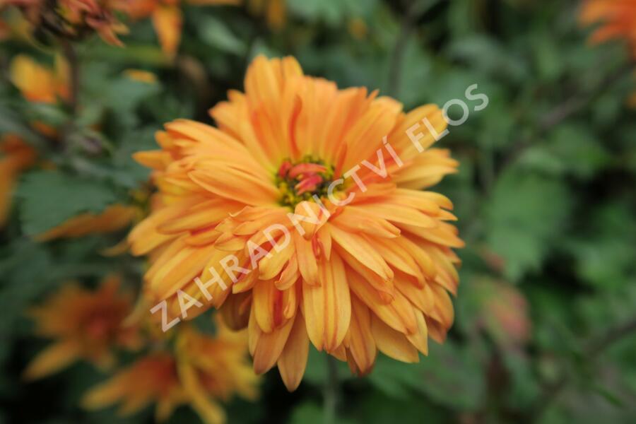 Listopadka indická 'Mandarine' - Dendranthema indicum 'Mandarine'