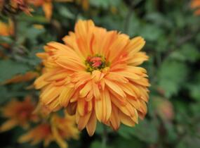 Listopadka indická 'Mandarine' - Dendranthema indicum 'Mandarine'
