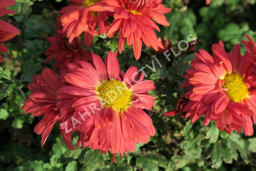 Listopadka indická 'Fellbacher Wein' - Dendranthema indicum 'Fellbacher Wein'