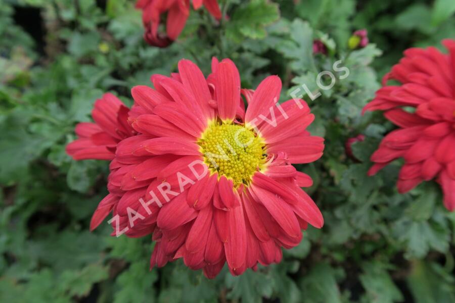 Listopadka indická 'Fellbacher Wein' - Dendranthema indicum 'Fellbacher Wein'