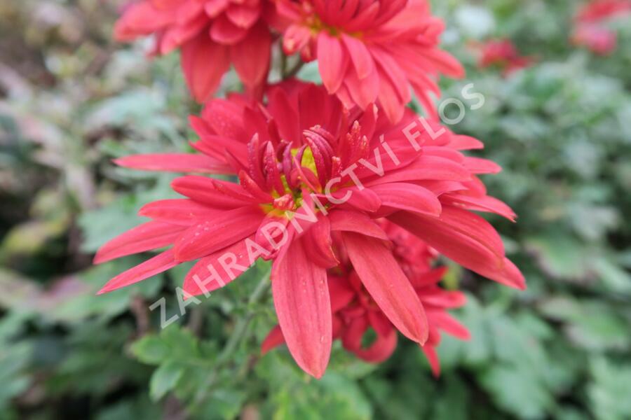 Listopadka indická 'Fellbacher Wein' - Dendranthema indicum 'Fellbacher Wein'