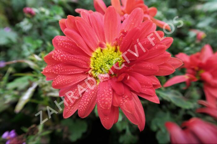 Listopadka indická 'Fellbacher Wein' - Dendranthema indicum 'Fellbacher Wein'