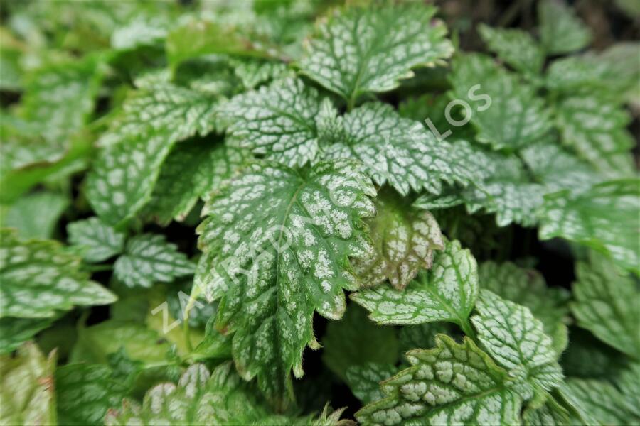 Pitulník žlutý 'Silberteppich' - Lamiastrum galeobdolon 'Silberteppich'
