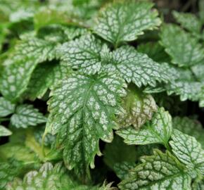 Pitulník žlutý 'Silberteppich' - Lamiastrum galeobdolon 'Silberteppich'