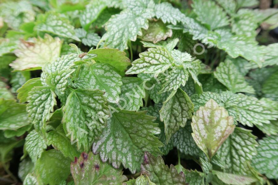 Pitulník žlutý 'Silberteppich' - Lamiastrum galeobdolon 'Silberteppich'