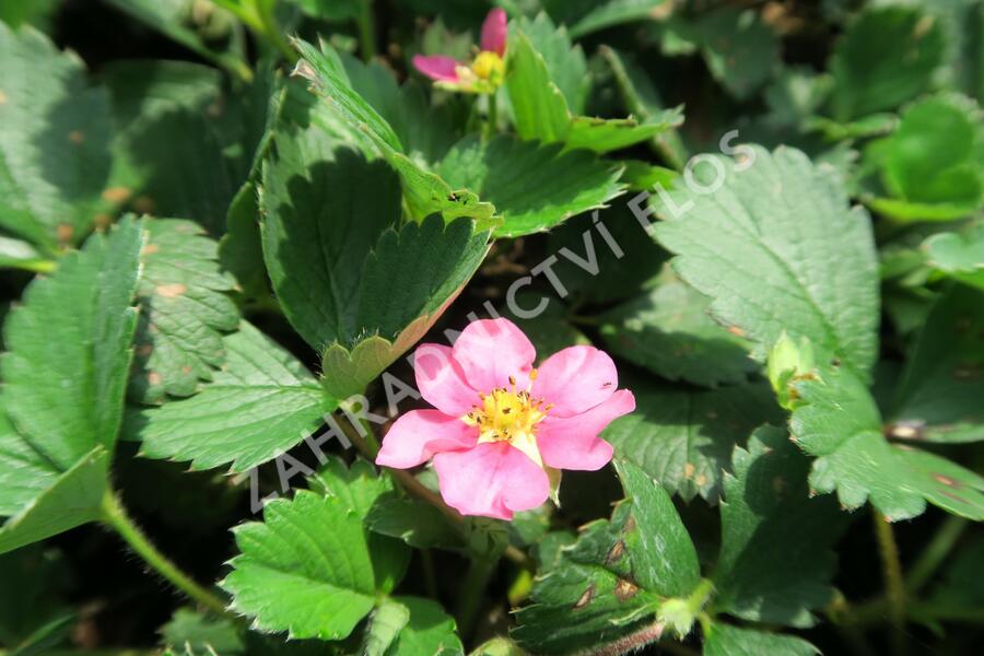 Jahodník 'Lipstick' - Fragaria 'Lipstick'
