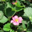 Jahodník 'Lipstick' - Fragaria 'Lipstick'