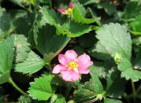 Jahodník 'Lipstick' - Fragaria 'Lipstick'