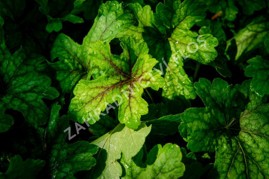 Dlužela 'Alabama Sunrise' - Heucherella hybrida 'Alabama Sunrise'