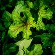 Dlužela 'Alabama Sunrise' - Heucherella hybrida 'Alabama Sunrise'