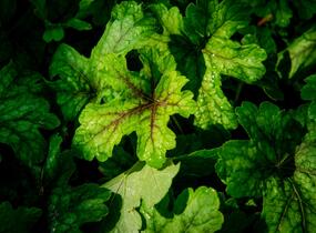 Dlužela 'Alabama Sunrise' - Heucherella hybrida 'Alabama Sunrise'