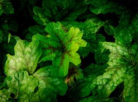 Dlužela 'Alabama Sunrise' - Heucherella hybrida 'Alabama Sunrise'